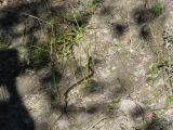 Day 4 - Hummocks - Garter snake 1